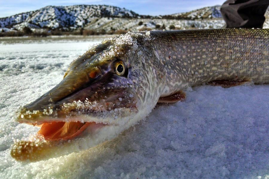 Northern pike, with its jaw open, lying on an ice-covered lake