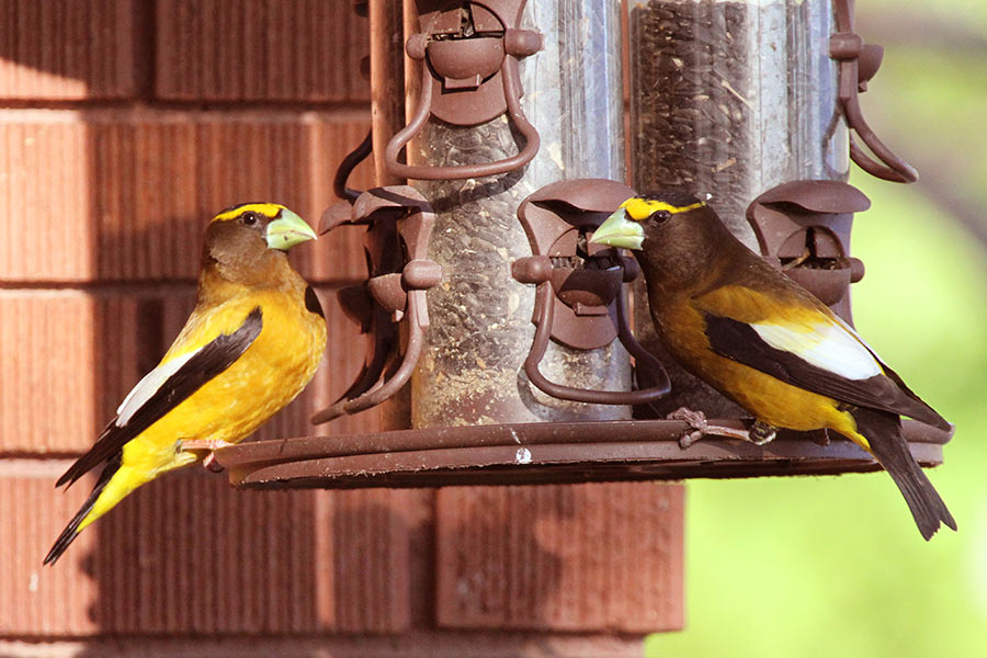 The best way to clean bird feeders