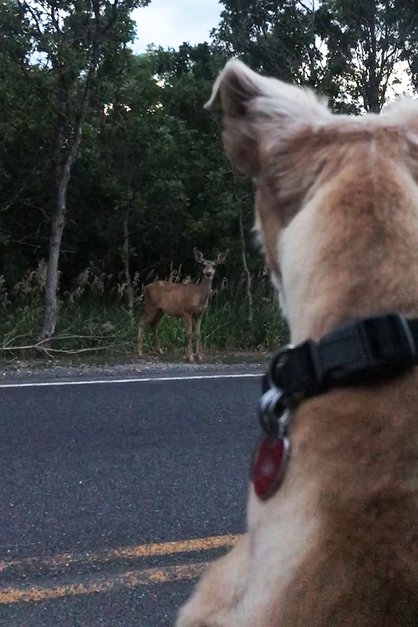 A dog looking at a deer