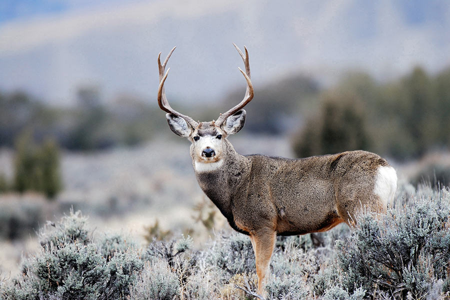 Buck deer in a field
