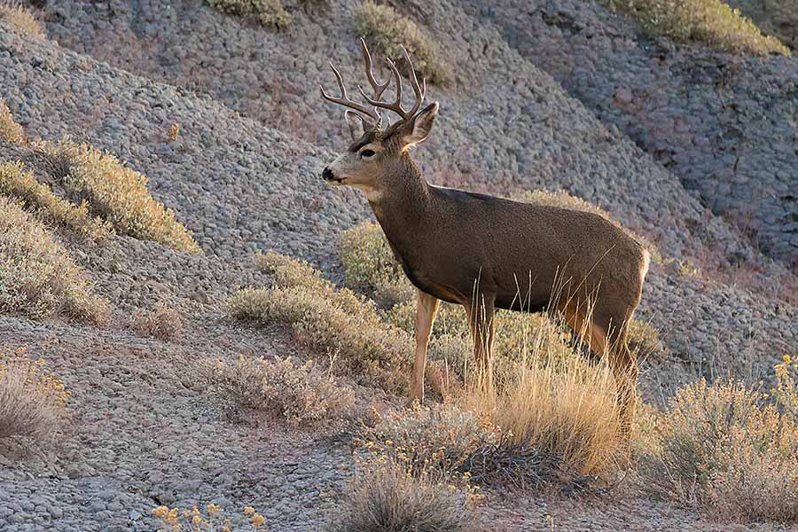 Wildlife Utah Gov Calendar prntbl concejomunicipaldechinu gov co