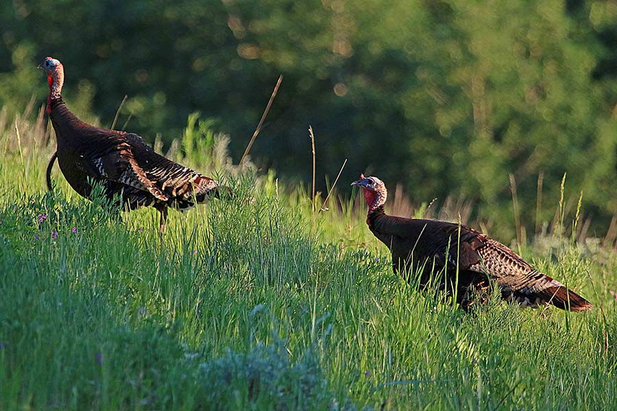 What hunters should know about the 2021 Utah spring turkey hunts