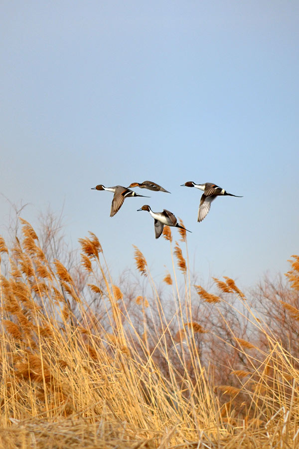Four pintail ducks, flying above wild grass