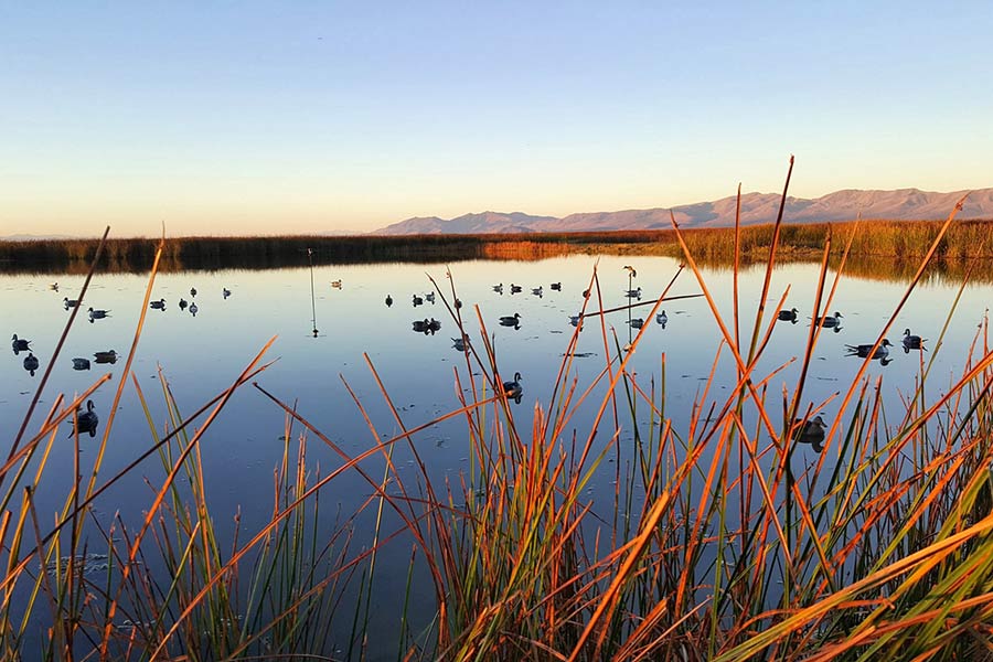 Ducks on the water in the Bear River Migratory Bird Refuge