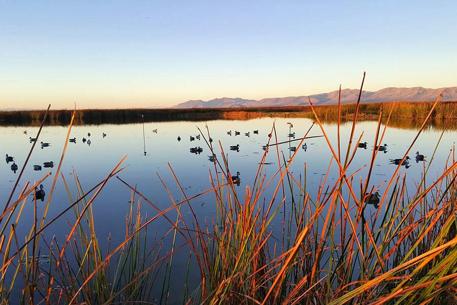 Waterfowl hunt opener conditions