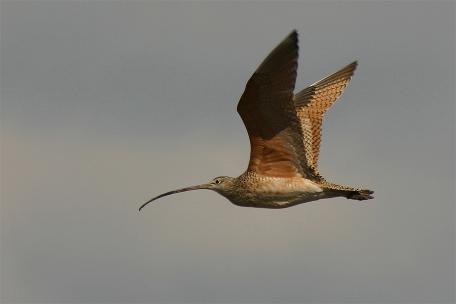 Long-billed curlew at the Great Salt Lake