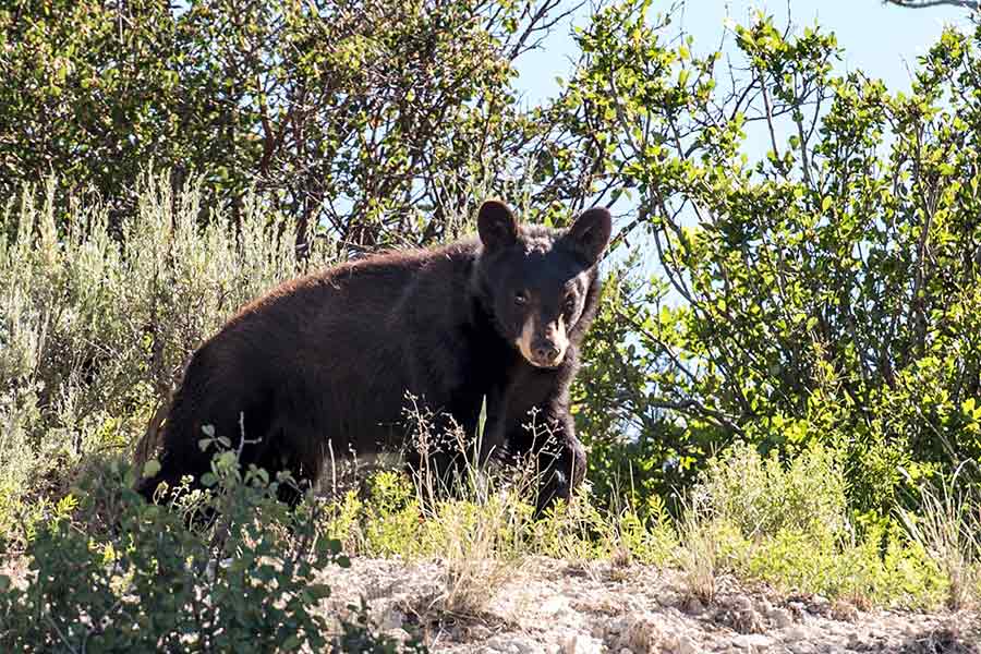 Black bear, on all fours