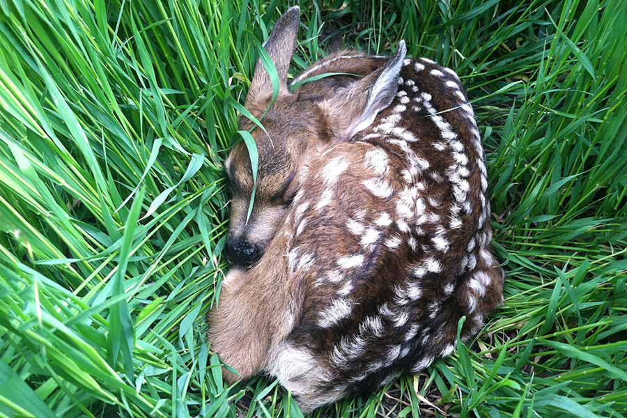 Don't touch or take home baby deer or elk that you find in the wild