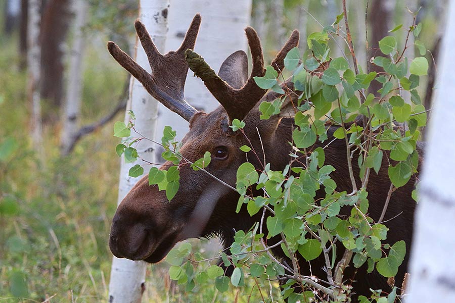 Moose in trees