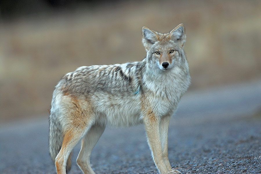 DWR reminds public about not illegally keeping wildlife