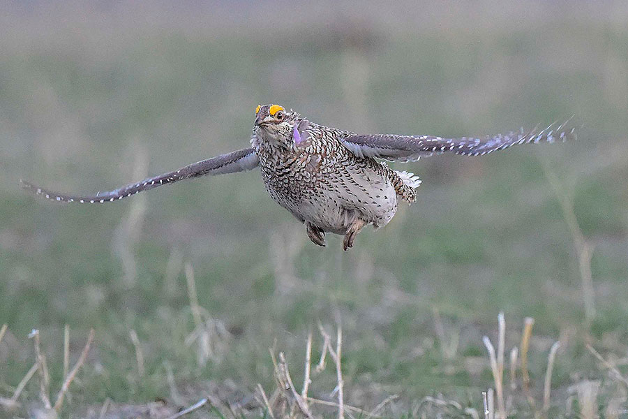 Sharp-tailed grouse in flight, with its wings spread, courtesy Steven Earley