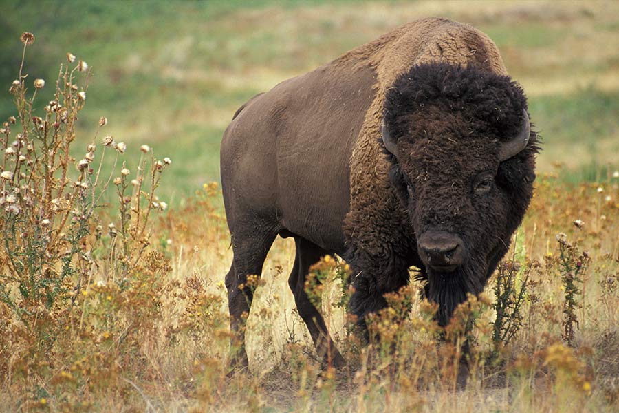 https://wildlife.utah.gov/news_photos/2021-07-08-henry-mountains-bison.jpg