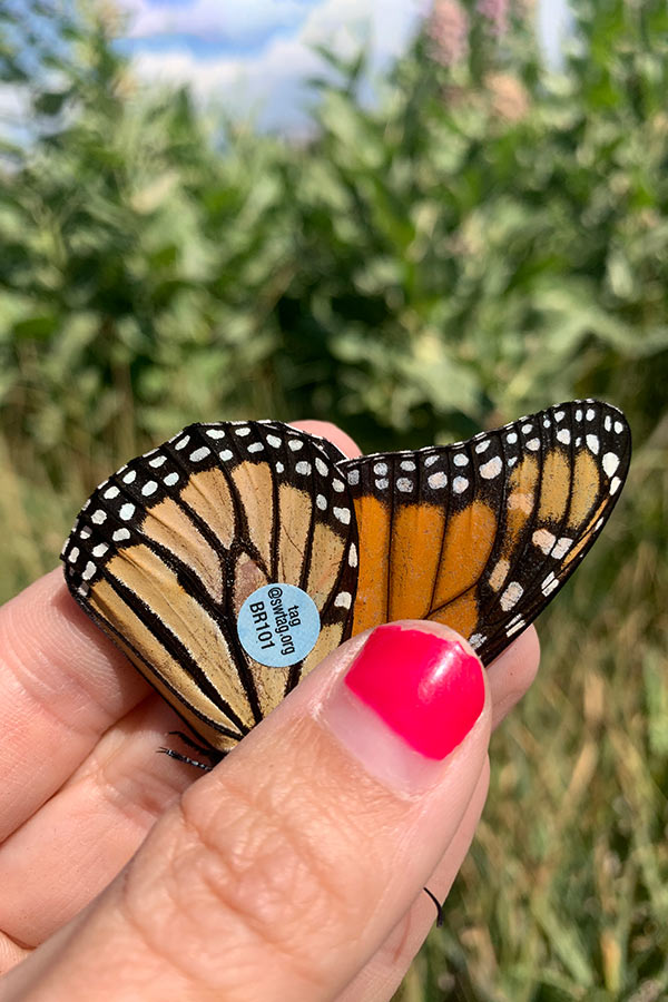 Hand holding a monarch butterfly with tag