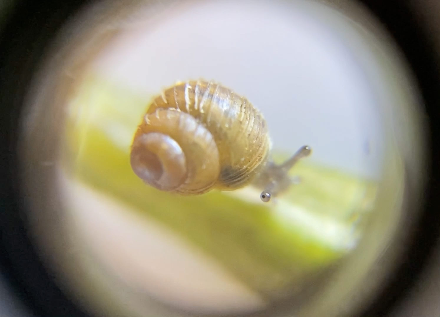 Newly discovered boreal top snail