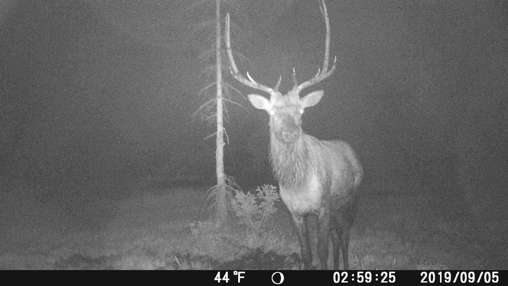 Trail camera footage of deer