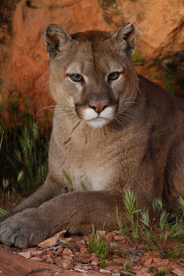 Utah Wildlife Board approves changes to 2021–22 cougar hunts