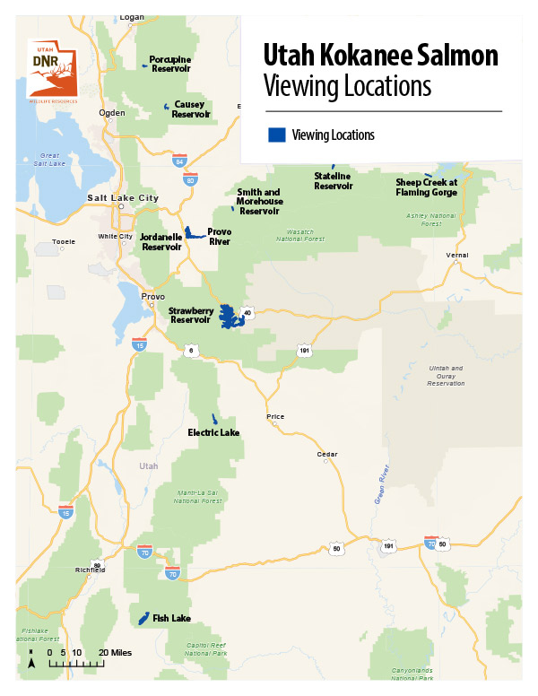 Utah viewing locations for red kokanee salmon