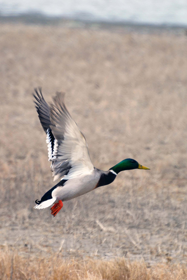 What hunters should know about Utah's 2021 waterfowl hunts
