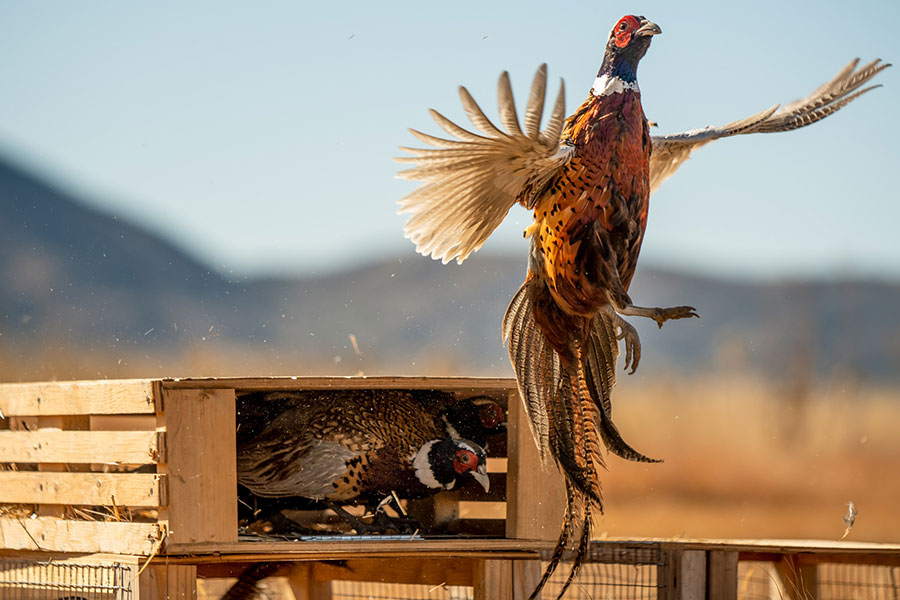 A Guide to Wild Pheasant Hunting in North America - Project Upland