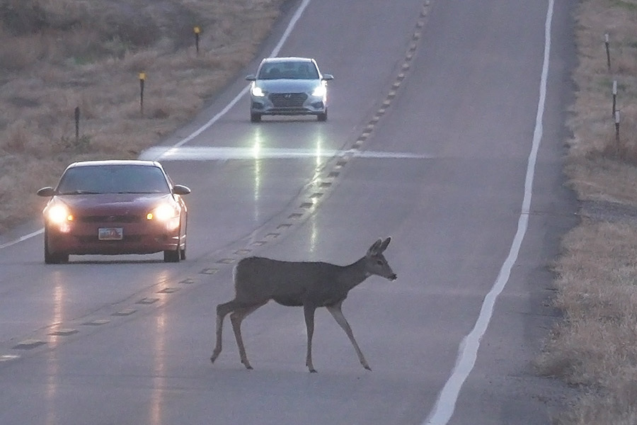 Deer crossing a road at dusk with cars driving by