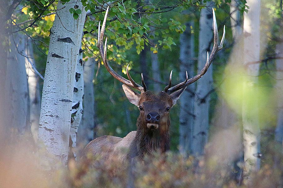 Bull elk with antlers in a shaded forest
