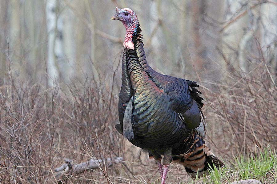 Apply for Utah's spring turkey hunting permits starting Dec. 1