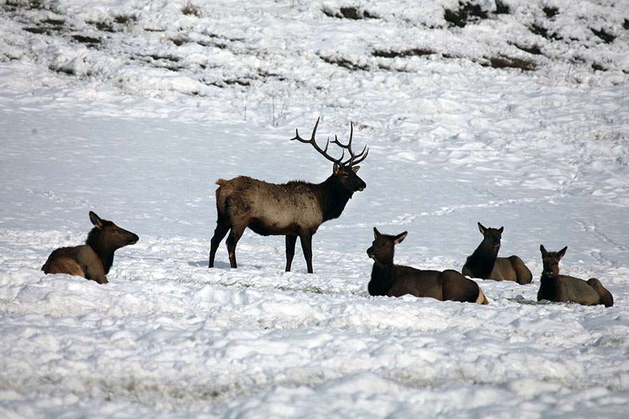 Five elk (one bull standing, four cows sitting) in a snow-covered field