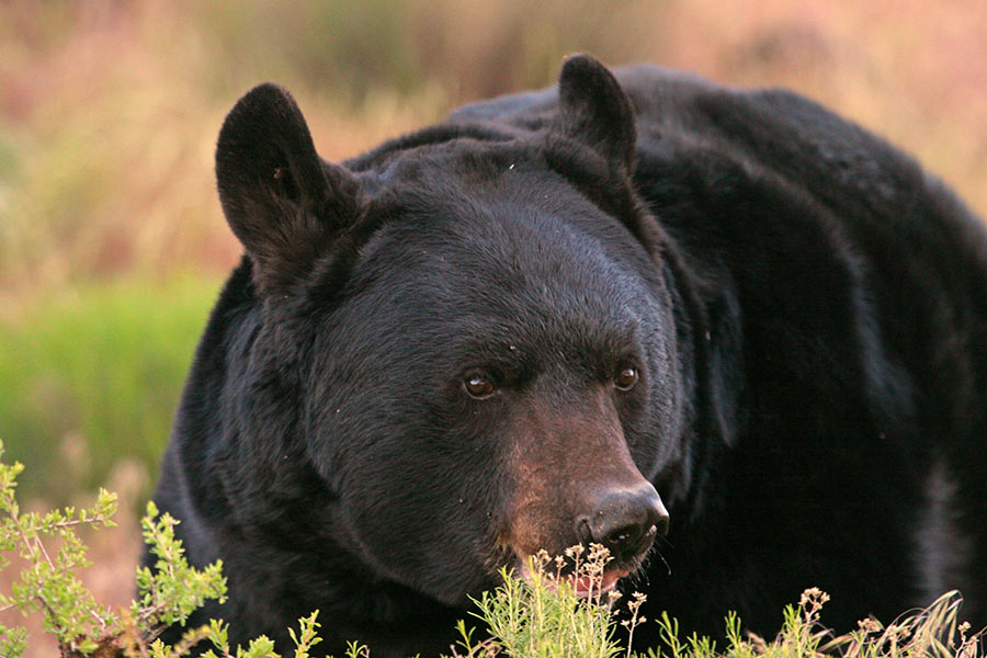 Black bear, on all fours, peeking above a bush