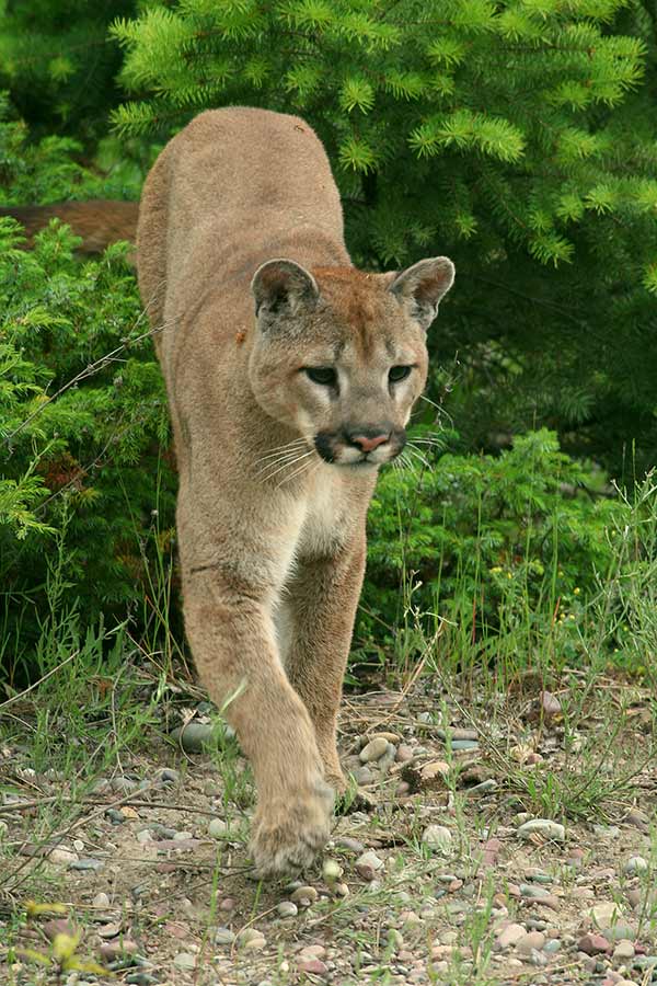 Cougar stepping out of a bush