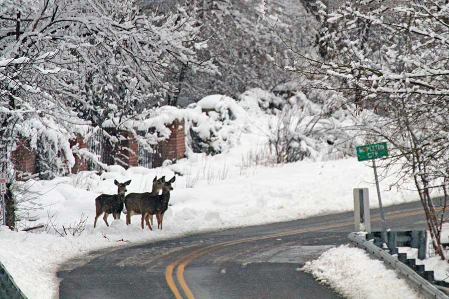 Three deer walking onto a road near the Mapleton City sign