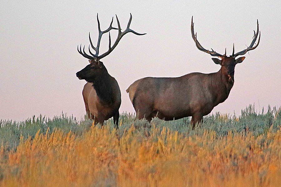 Two bull elk grazing in a field