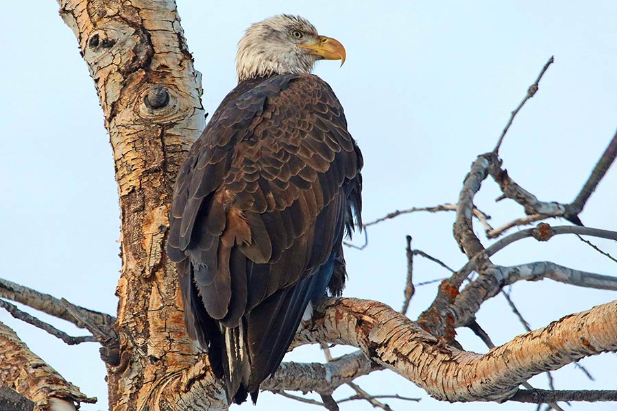 Bald eagle perched in a tree in northern Utah