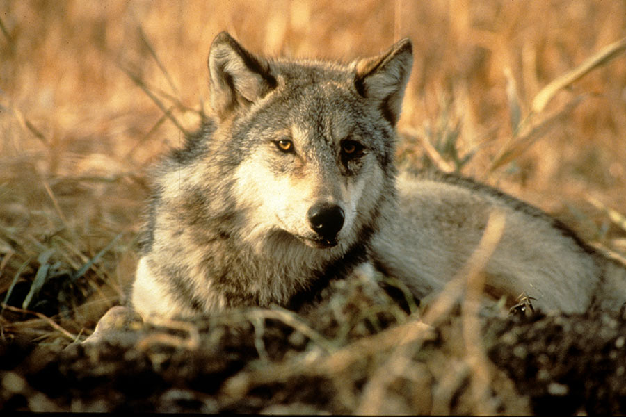 A wolf lying in wild grass