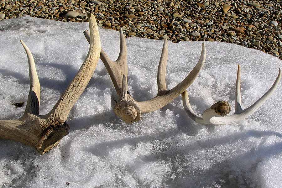 Three shed deer antlers lying in snow