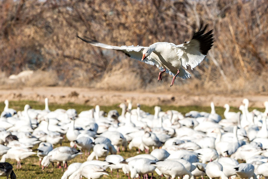 A snow goose, with its wings spread, landing amidst a flock of geese on the ground