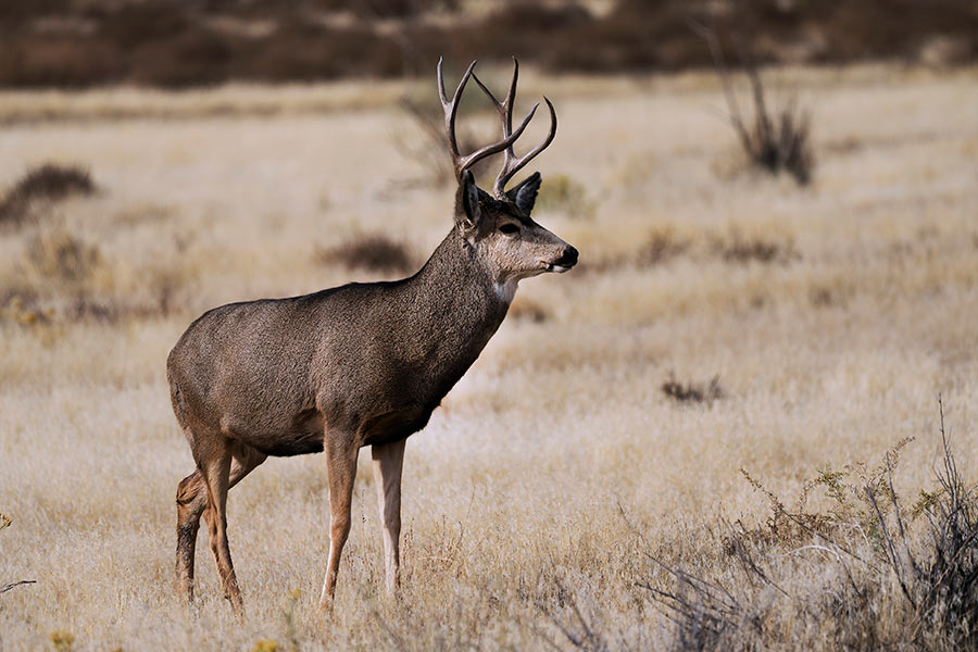 A buck deer staring out in a field at the Nash Wash WMA
