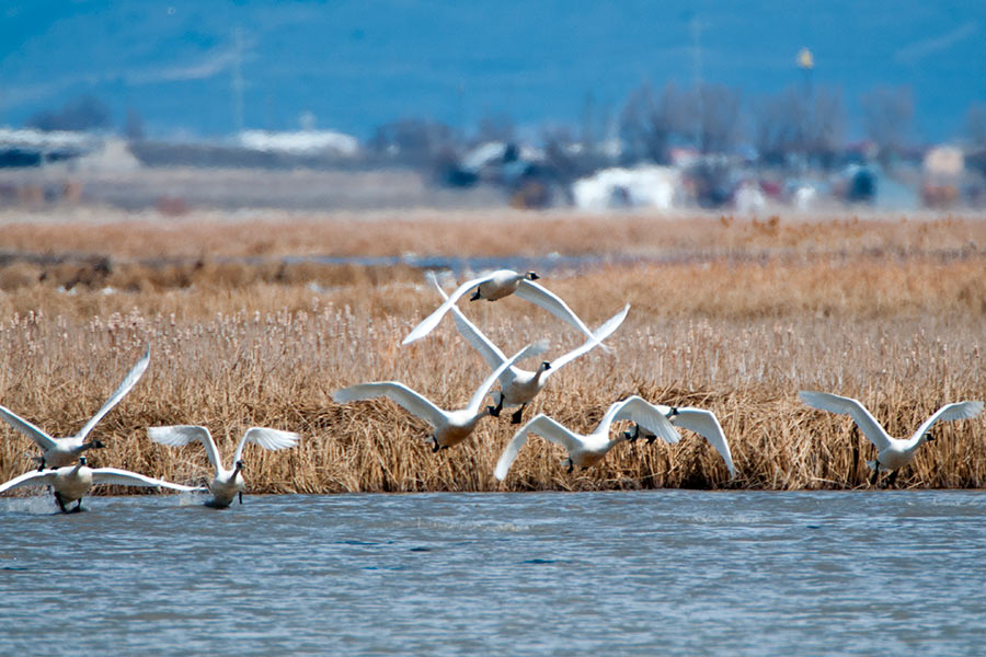 Flock of wild swans flying over a marsh