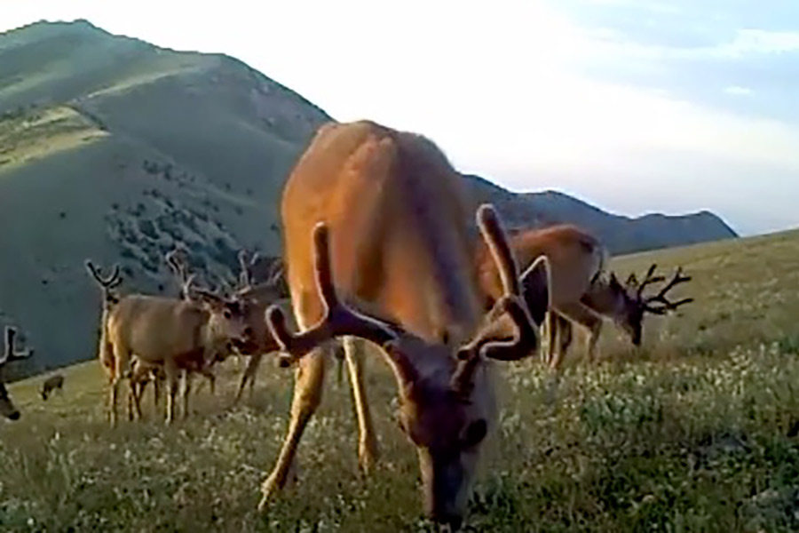Trail camera footage showing a herd of deer grazing in a green field