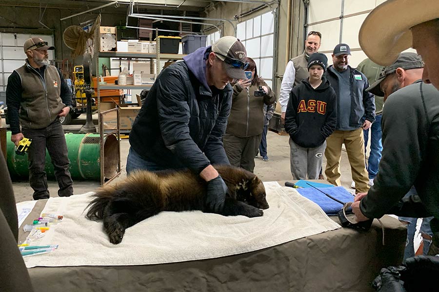 Young wolverine on a table being examined by biologists