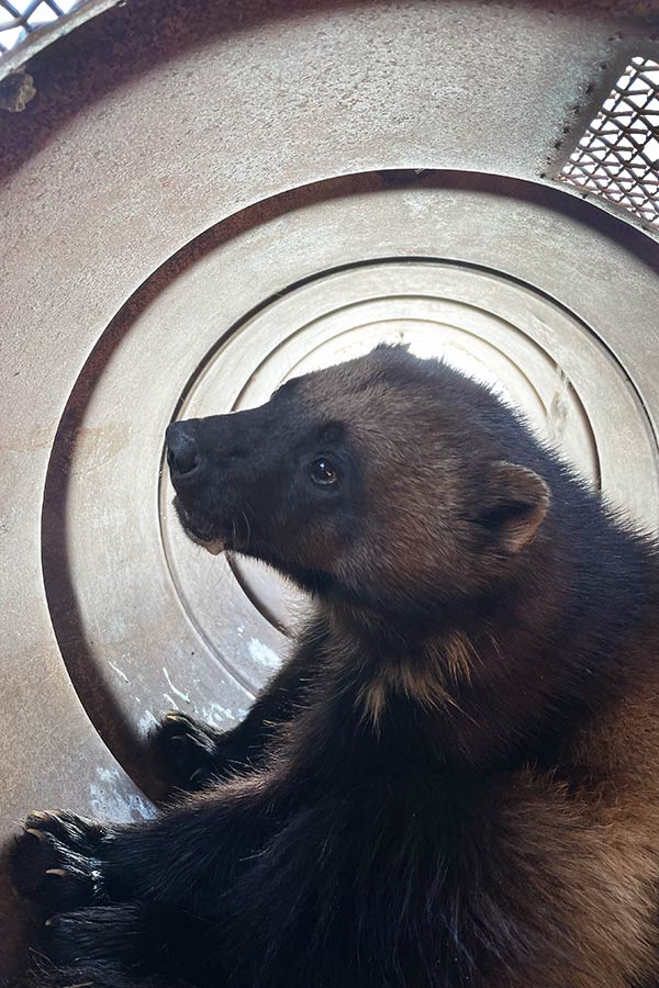 Young wolverine sitting inside a trap