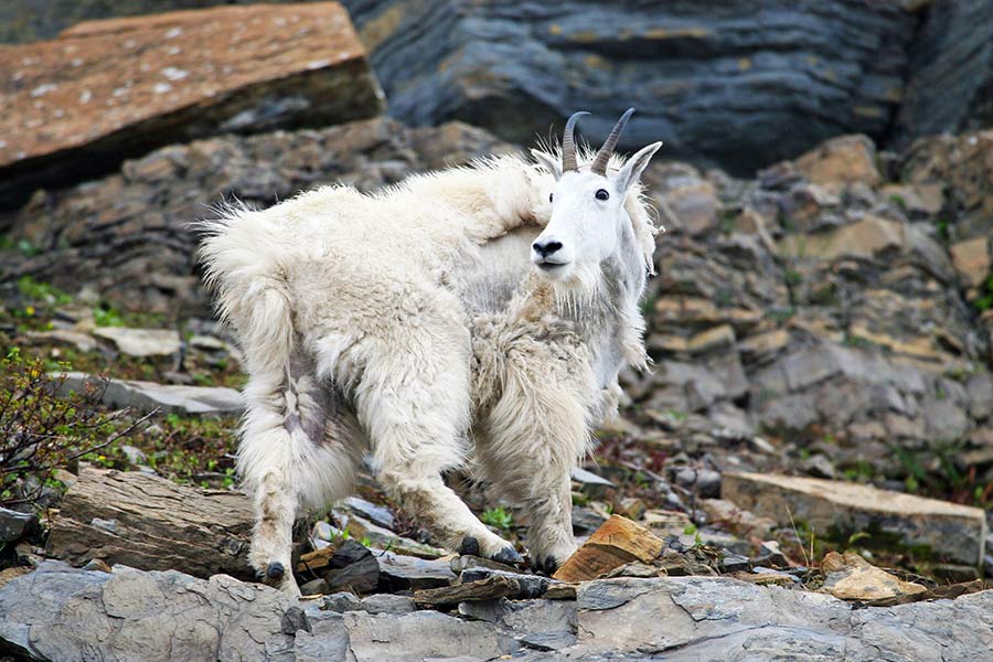 mountain goat on mountain