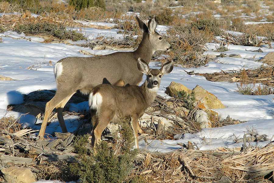 Mule deer doe and fawn walking through brush and snow