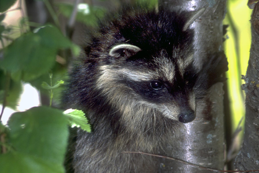 Raccoon clutching the trunk of a tree