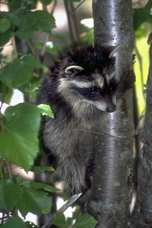 Raccoon clutching the trunk of a tree
