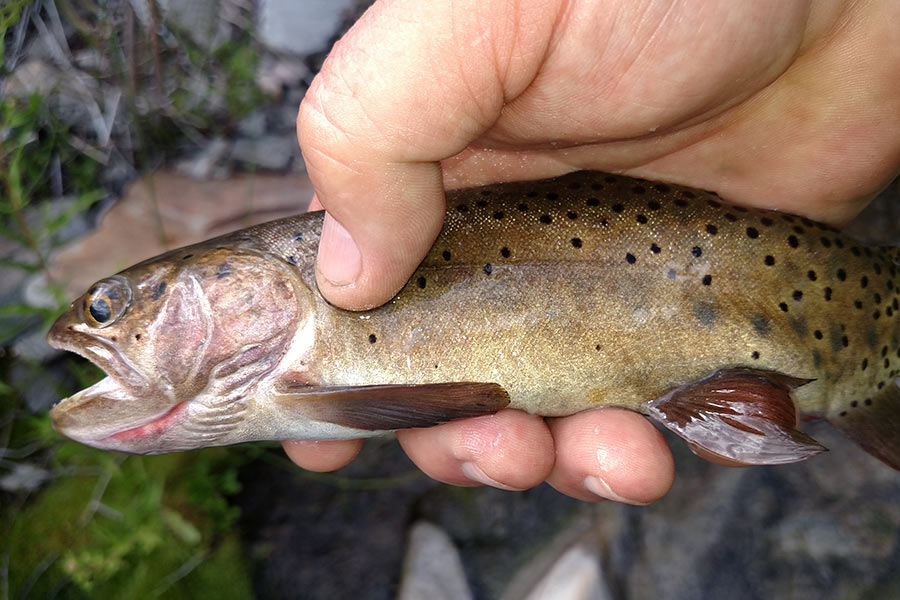 Hand holding a freshly caught cutthroat trout