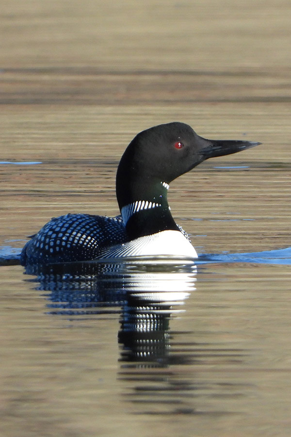 A loon bird floating in water, its beak pointed outward