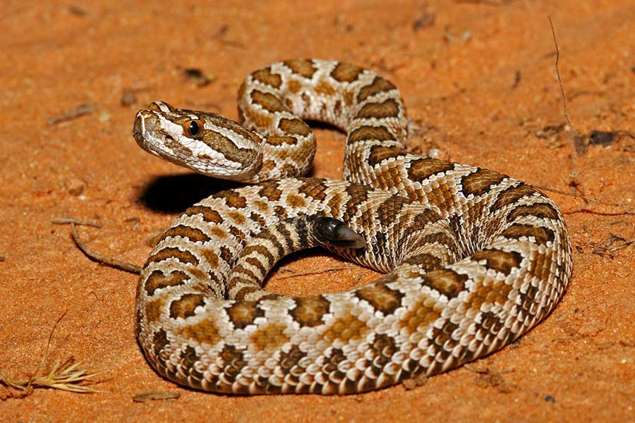 A coiled Great Basin rattlesnake in the desert