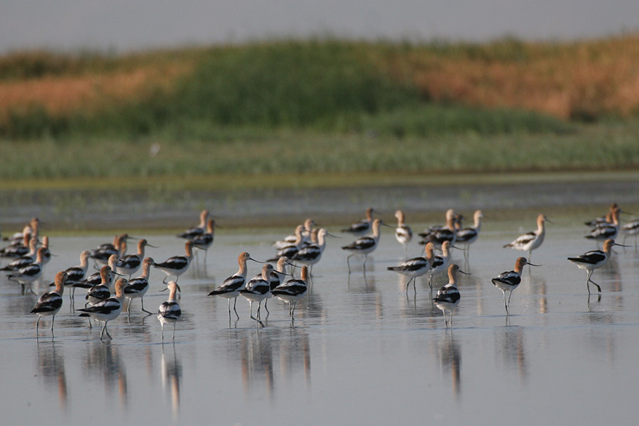 Flock of migratory birds on water