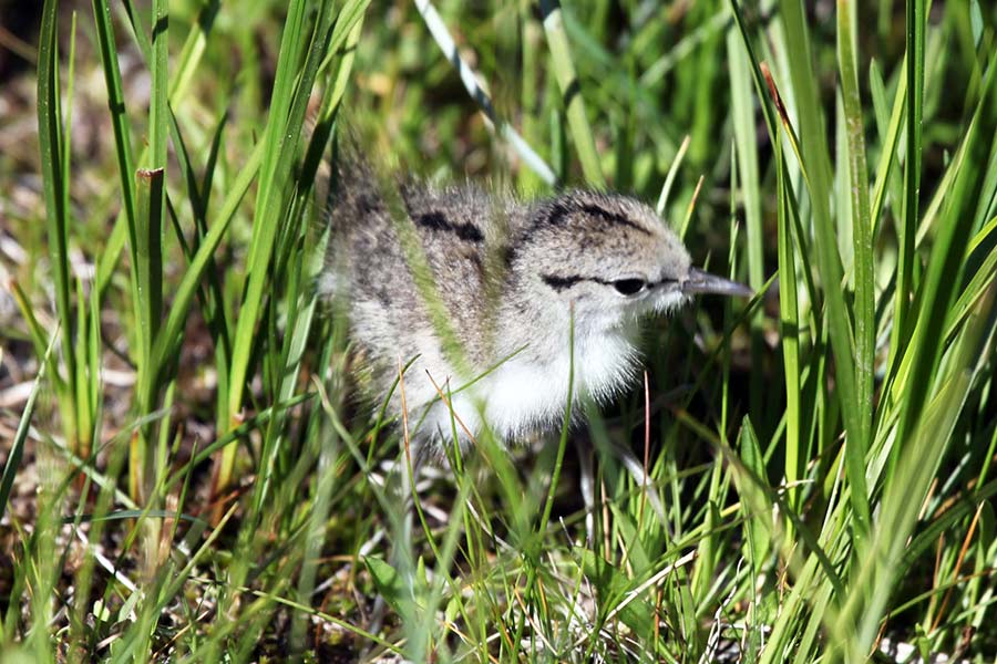 Spotted sandpiper chick peeking through blades of grass