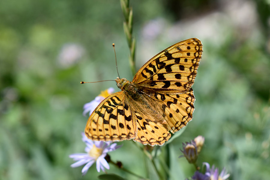 Great basin fritillary butterfly, hovering above grass and flowers